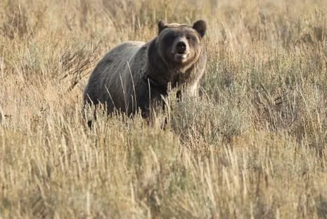 Hiker Attacked by Bear in National Park Transported to Trauma Center