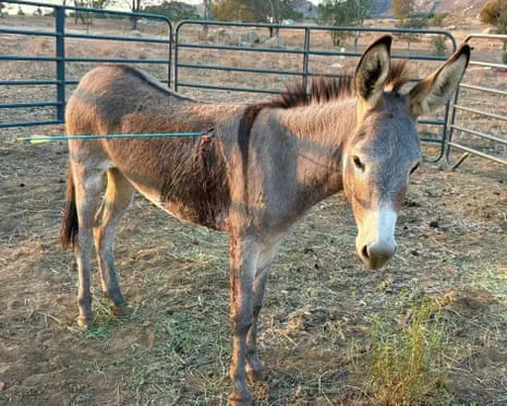 Wild Ass Recovering Following Newest Projectile Strike on Wild Burros in California