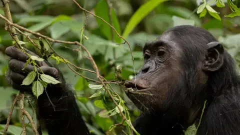 Wild Chimps Drinking the Equivalent of an Alcoholic Beverage Daily from Overripe Fruits, Investigation Reveals