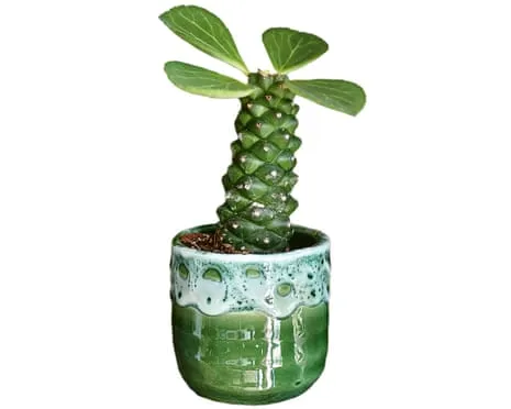 Can This Euphorbia Ever Sprout Back?