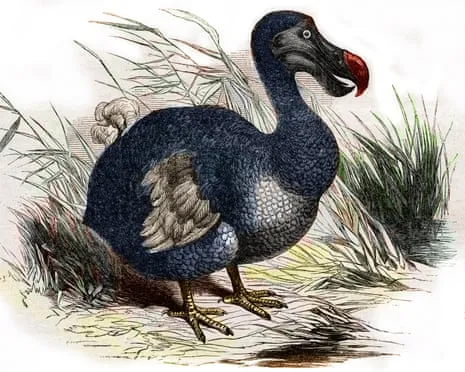 Experts State They’ve Made a ‘Pivotal Step’ in Bringing Back the Dodo for the Initial Instance in Multiple Generations